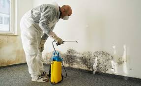 Why You Should Choose Our Mold Remediation Services in Mount Sinai, NY